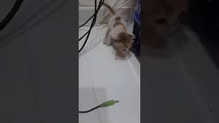 Stray kitten rejected by mommy cat