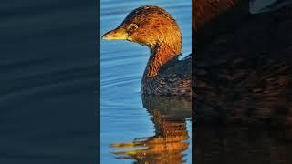 Birds and Wildlife from last year in PNW...and 1 exotic!  #birds #wildlife