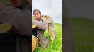 Cute Wild animal bobak marmot or prairie dog eating cookies yummy 124