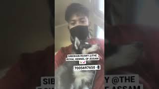 SIBERIAN HUSKY | TOP QUALITY DOGS IN ASSAM | NORTHEAST PETS | DOG KENNEL | PET SHOP | CUTE PUPPIES