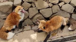 A fox poops on another fox during a fight and laughs at him