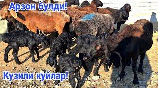 Кузили куйлар! Арзон булди! Бугоз куйлар! сотилиб кетди!