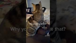 Why he sitting so weird  #cats #catsoftiktok #catsofinstagram #subscribe #kitty #funny