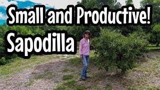 HOW TO Keep Sapodilla Small and Productive