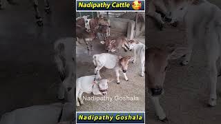 Small and Cute Cattle #viral #shorts #reels #hindi #punganurcalf #hindi #abudabi #tiktok #uae #yt