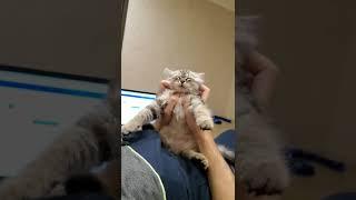 Massage for a Kitten | Nafantik  ️ #cat
