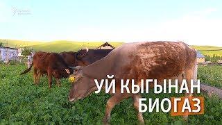 Уй кыгынан биогаз