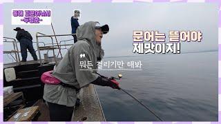 이게 웬일? 한치 취소된 김에 피문어!