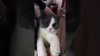  Oye Naughty Girl....! Cat asking For the Chocolates Funny animal Video