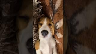 Сон час, ребятки  #бигль #смешныевидео #подпишись #уснуть #мемы_тикток #beagles #собакаулыбака
