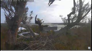 Sub Adult Intruder At The Captiva Eagles Nest!  Talons Up As Connie Or Clive Flushes Out! 10.17.24