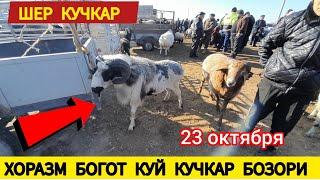 КУЙ КУЧКАР НАРХЛАРИ ХОРАЗМ БОГОТ 23 ОКТЯБРЯ 2024.Г