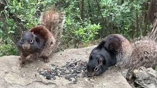 Rock Squirrels