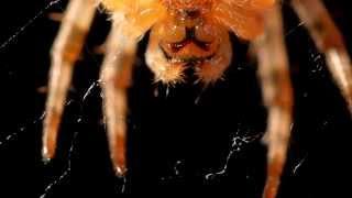 Garden orb web spiders. HD Macro library clips by Steve Downer.