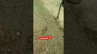 asmr snake ,A type of python #shorts #asmr #thatlittlepuff #snake #python #dangerous