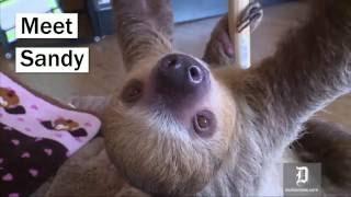 Meet Sandy the rescue sloth, who hangs around pet store