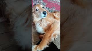 A dogs love #poetry #dog By Sammie