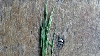 Bromus / grains for brains
