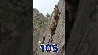 ГОРНЫЙ КОЗЁЛ И ГРАВИТАЦИЯ - КОРОТКИЕ ИНТЕРЕСНЫЕ ФАКТЫ #105