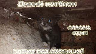 Спасение дикого котёнка (июль 2020)