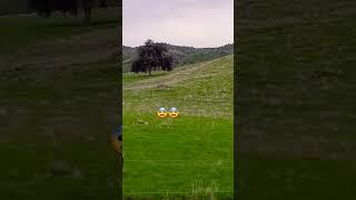 we got the chupacabra in video