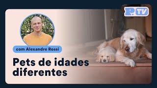 Dicas de rotina para pets sênior e mais novos juntos | Petz TV Comportamento