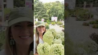 SHRUB OF THE WEEK Invincibelle Limetta®️ Smooth Hydrangea by