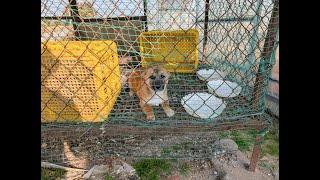 Haemi’s Journey: From Rescue to Hope