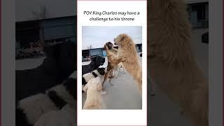 King Charles may have a challenge to his throne! #kingcharles ##animals