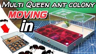 Ant farm villa Unboxing and review | D colony