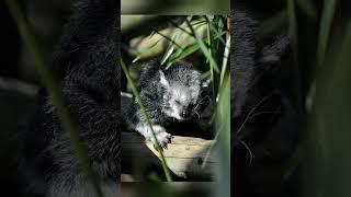 Binturong: The Bearcat That Smells Like Popcorn!