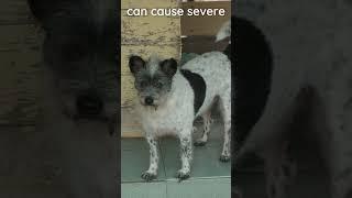 TVTs: The tumour that's been alive for thousands of years (in dogs) #veterinary #shorts #vetacademy