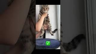 Как правильно брать кошку на руки!