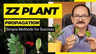 ZZ Plant Propagation l ZZ प्लांट प्रोपेगेशन को सरल बनाएं: विशेषज्ञ युक्तियाँ और टिप्स"