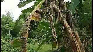 BACOLOD FARM TOUR