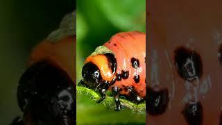 Colorado potato beetle#viralshorts#shortsviral#ytshorts#yt20#trending1#trending2