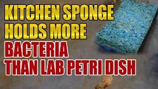 You Won't Believe How Much Bacteria is On Your Kitchen Sponge