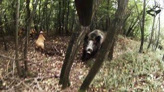 TOP-5 страшных атак кабана на охотника / attack of wild boar 2017