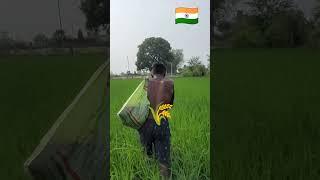 किसान का खून पसीना #farming #viralvideo #kisan #trending #shortsfeed