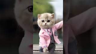 cute cat dance 🩰 #0019