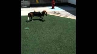 Hugh Basset Hound Rescue of SoCal