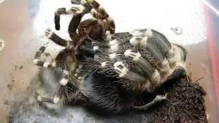 Линька паука (acanthoscurria geniculata) L9