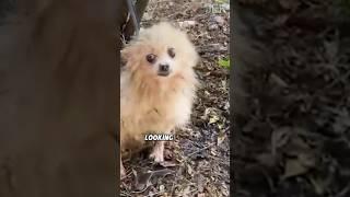 Rescue the dog that keeps circling under the tree#animals #shorts #pets #rescue #cute #dog #puppy
