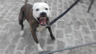 #Pitbull Attack.          aggresive pitbull terrier (Tiger)