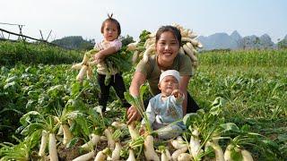 Harvest giant radishes to sell at the market - cook nutritious porridge for your children to eat