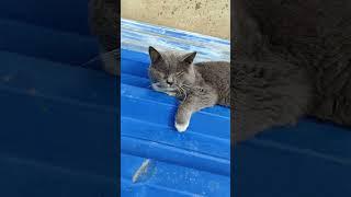 Our cat, Murochka, went out for a walk!     #short, #cat video, #funny cat