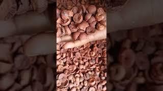 ARECANUT RK ( BEST QUALITY ) || DEBASHREE ARECANUT CORPORATION