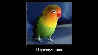 я по поводу попугая неразлучника#edit#tiktok #tt#meme#memeday#demotivator