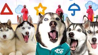 Huskies Play Squid Game In Real Life!  (SO CUTE)