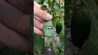 Why Are Your Pepper Plants Wilting? #shorts